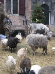 905720 Afbeelding van enkele dieren in de 'levende' kerststal op het binnenterrein van Museum Catharijneconvent (Lange ...